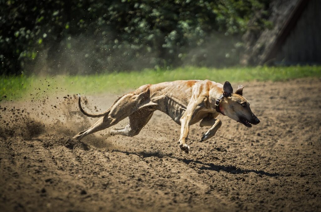 greyhound dog running in a field
