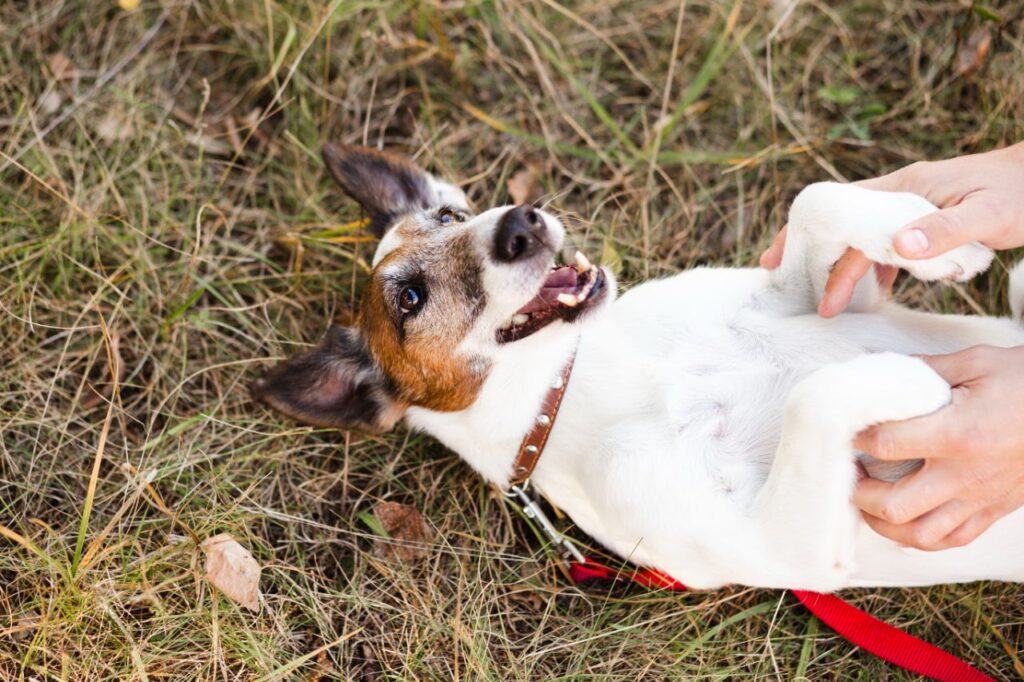 happy dog