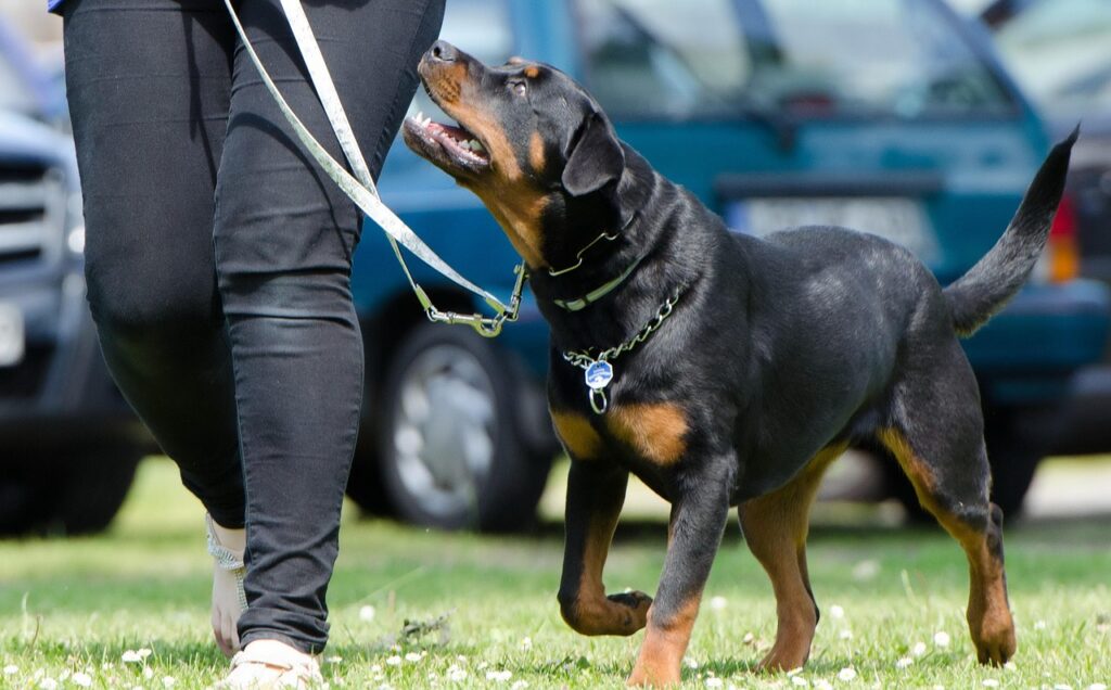 Rottweiler with person