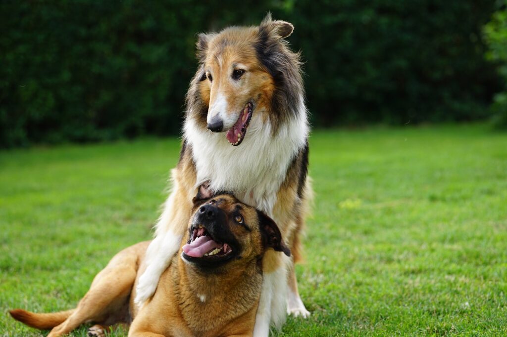two dogs playing