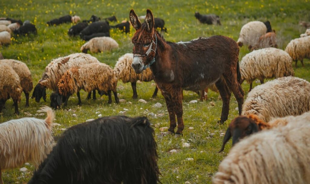 donkey with sheep