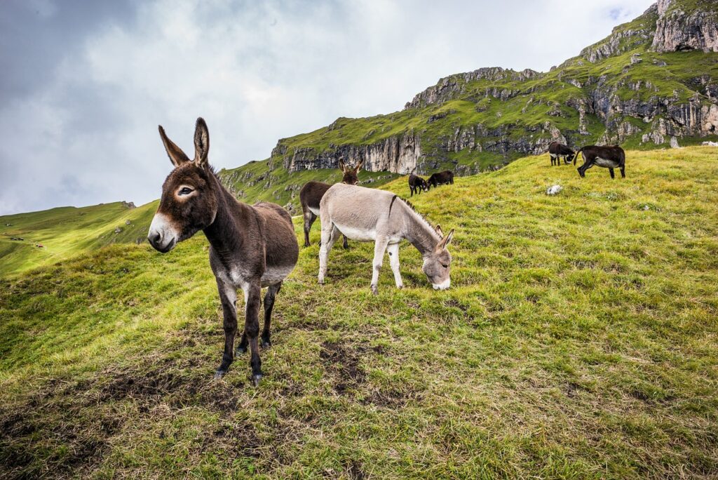 Donkeys
