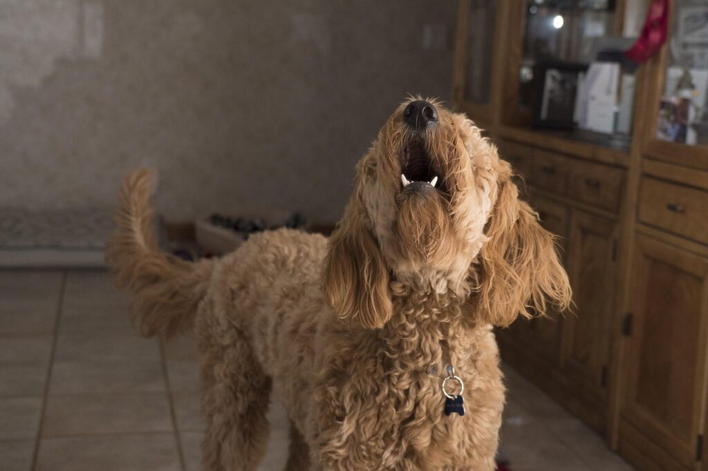 doodle dog barking