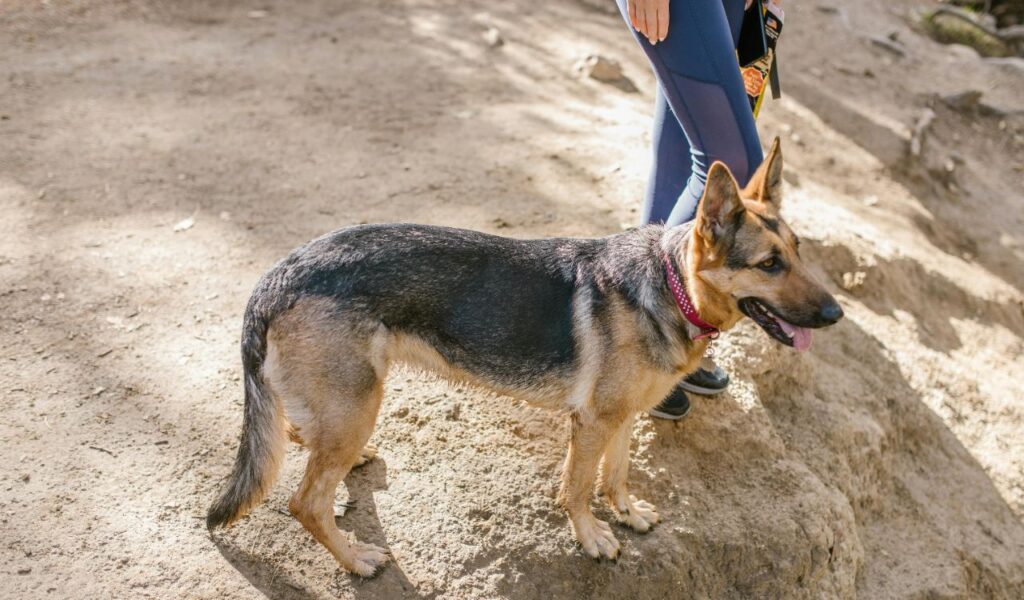 German Shepherd standing on rocky terrain with a collar.