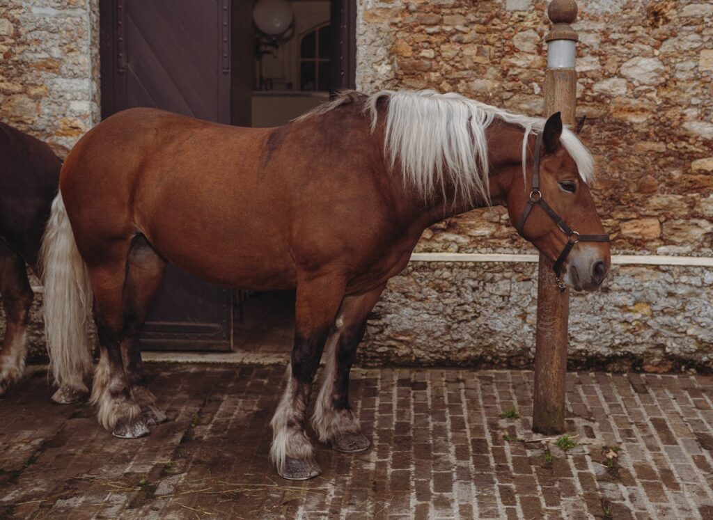 Belgian horse at farm