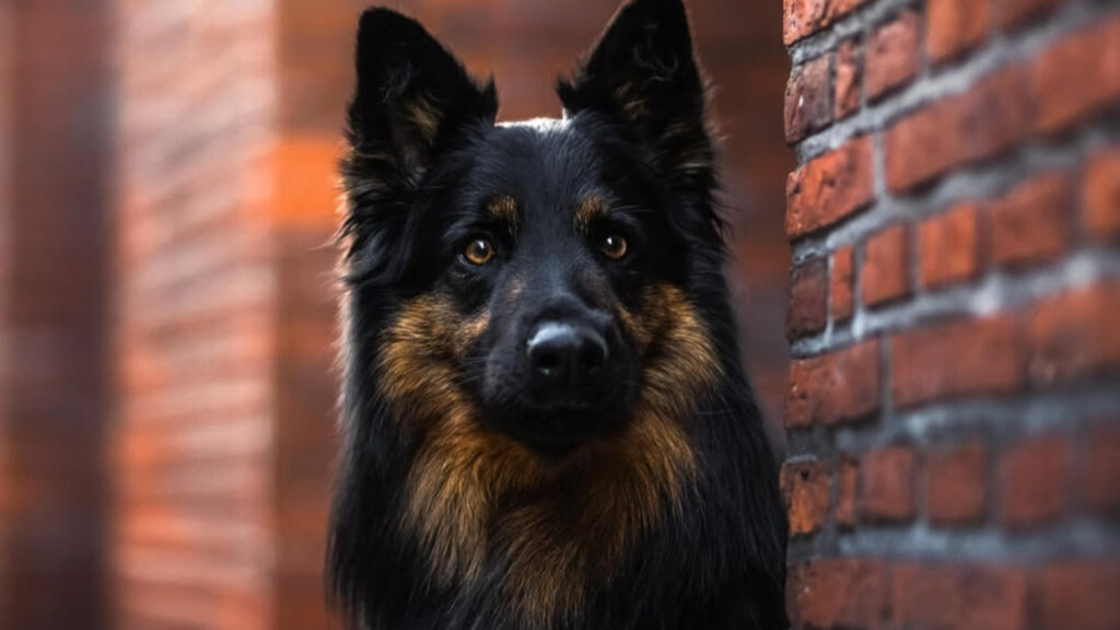 Bohemian Shepherd peeking