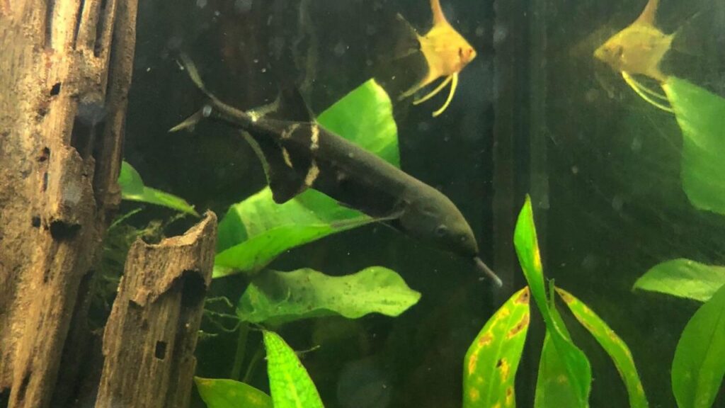 Elephantnose Fish