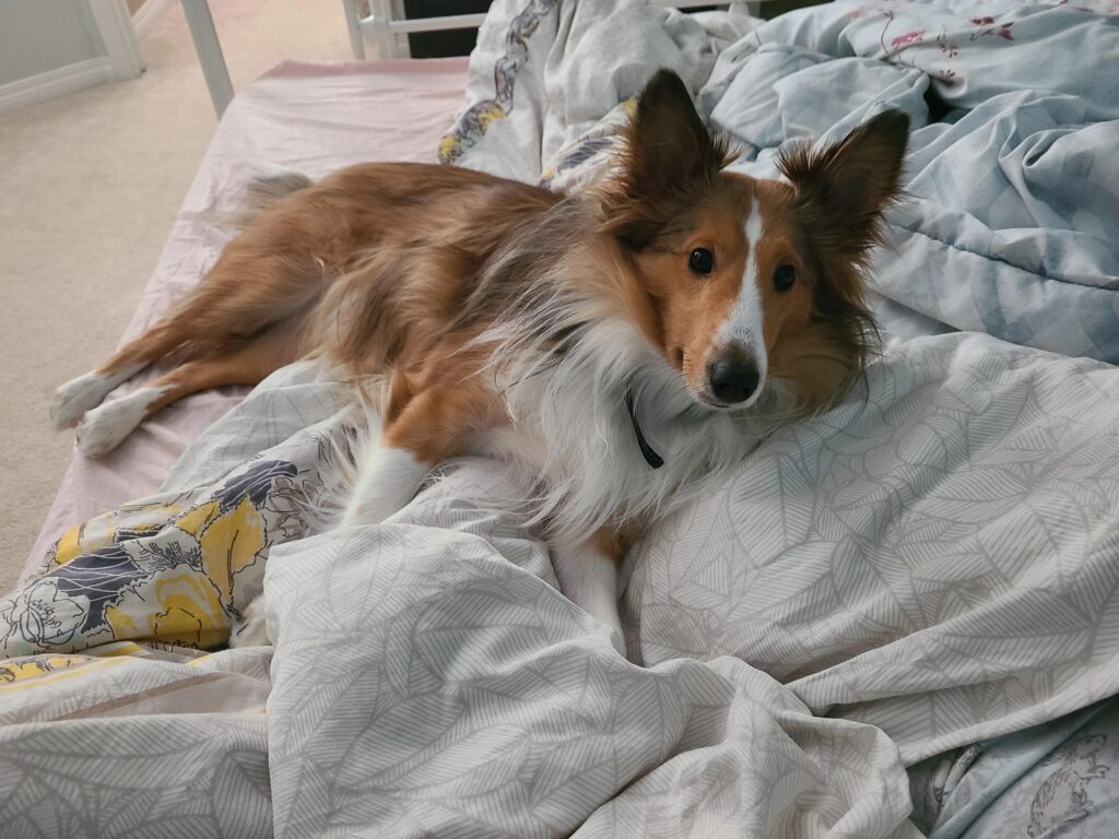 Shetland Sheepdog