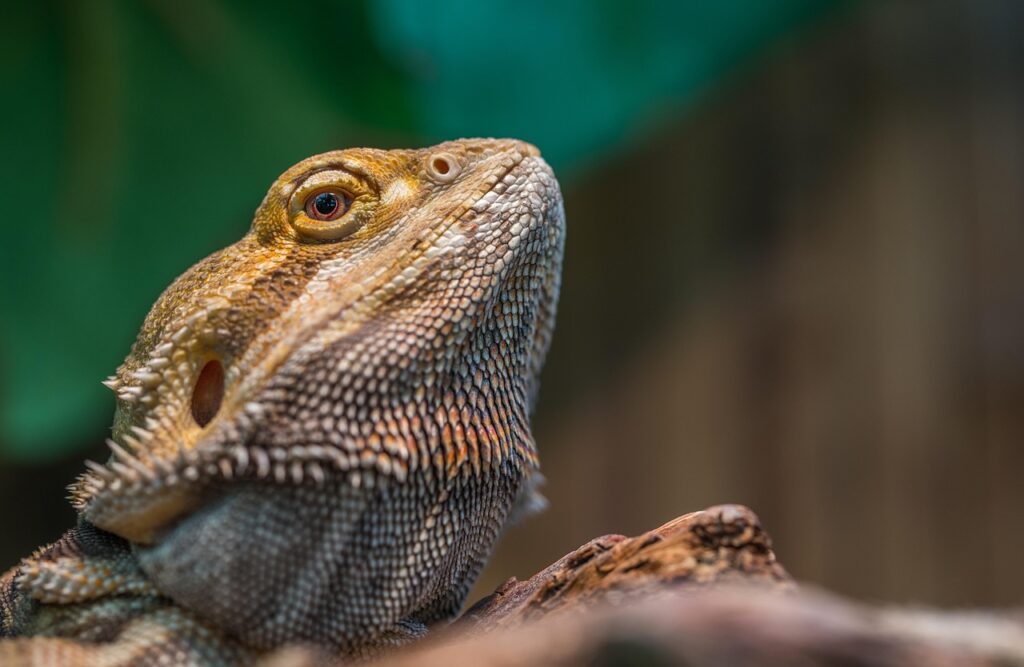 Closeup of a Bearded dragon