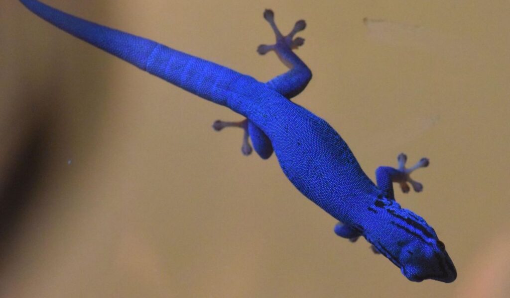 Electric Blue Day Gecko