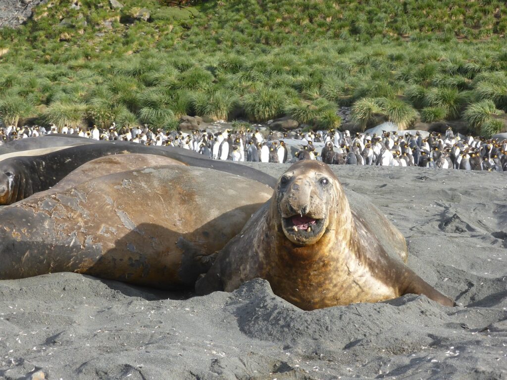 elephant-seal