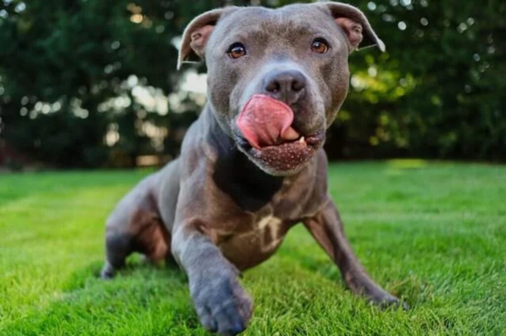 Blue Coated American Pit Bull Terrier