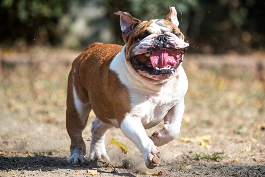 bulldog running fast