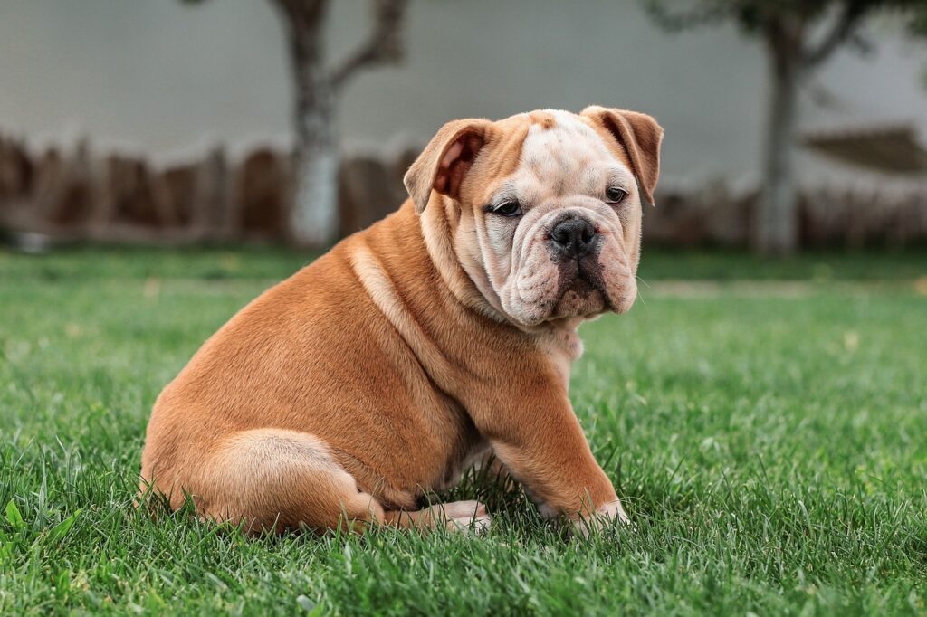 bulldog sitting on grass