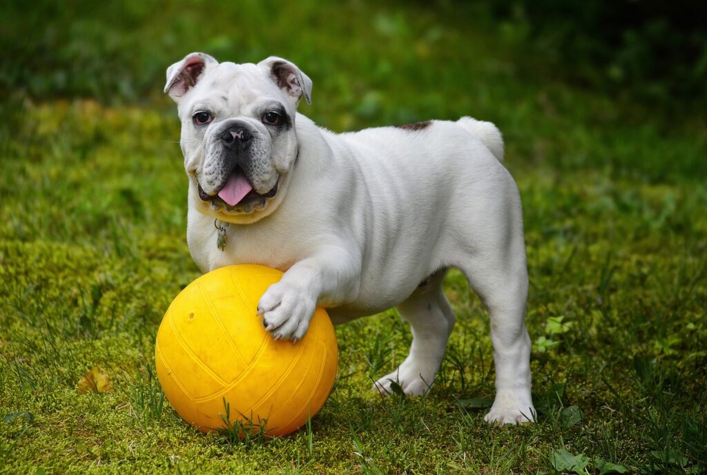 english bulldog with a toy