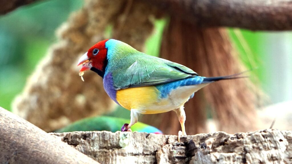 Gouldian finch