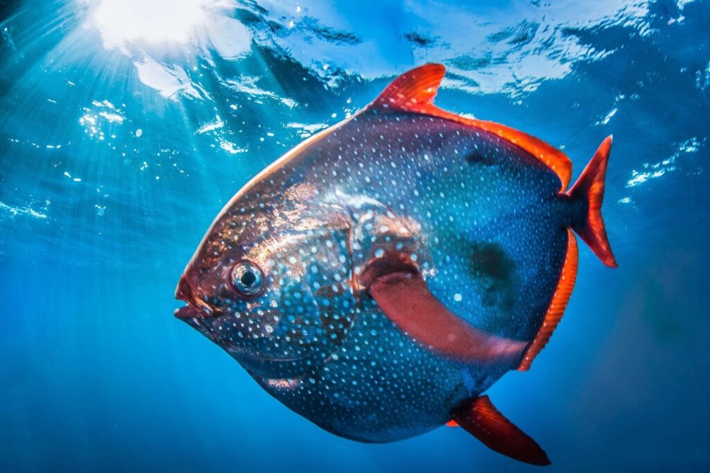 Moonfish