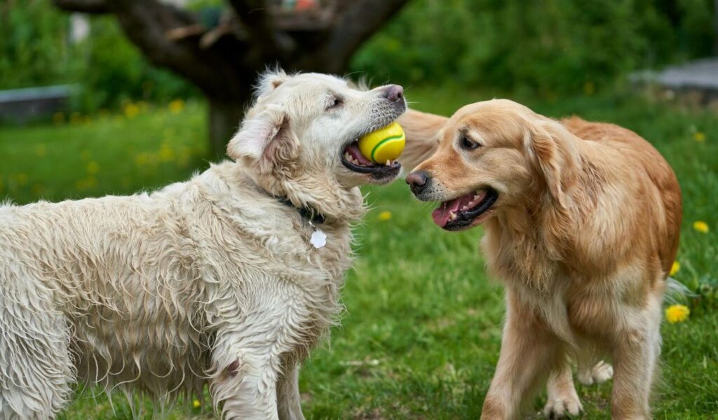 Labrador Retrievers playing with a ball