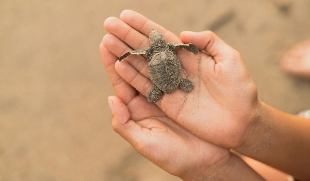 Small turtle held gently in hands
