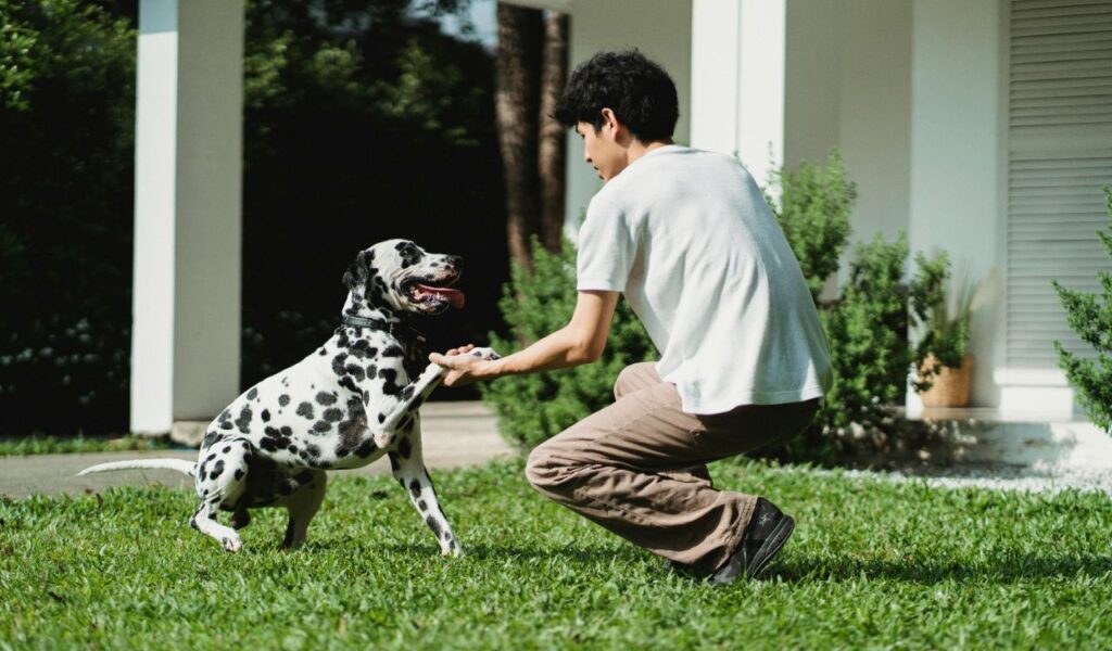 Dalmatian sitting and giving its paw to a person.