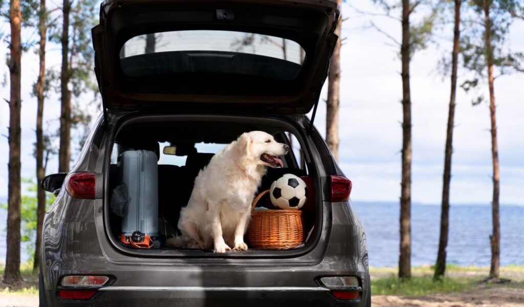 Golden Retriever sitting in a car trunk