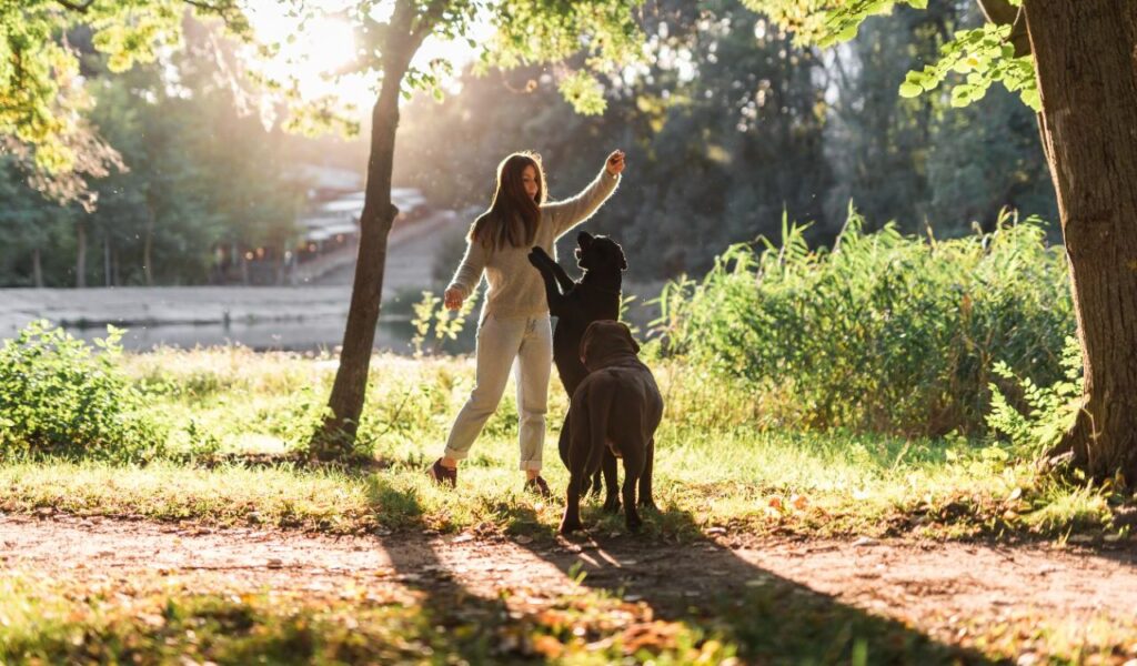 Labrador Retrievers playing with a person in a park.