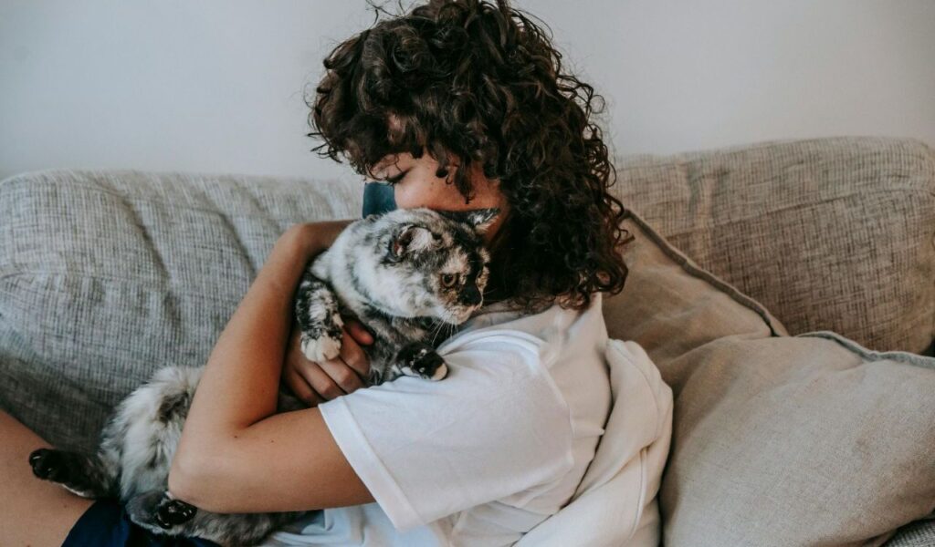 Person cuddling a tortoiseshell Scottish Fold cat.