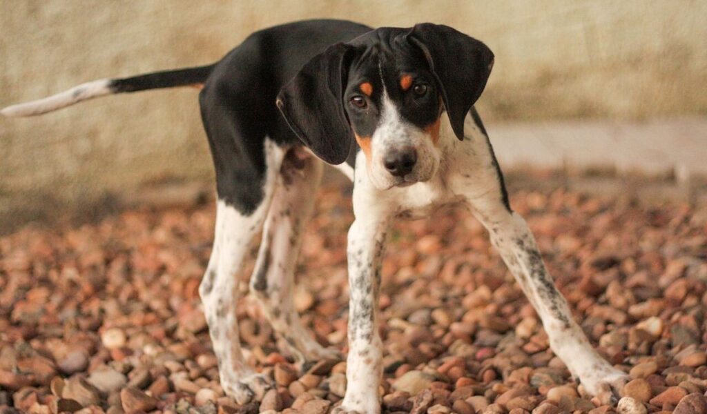 American Foxhound Dog standing on gravel, looking curious.
