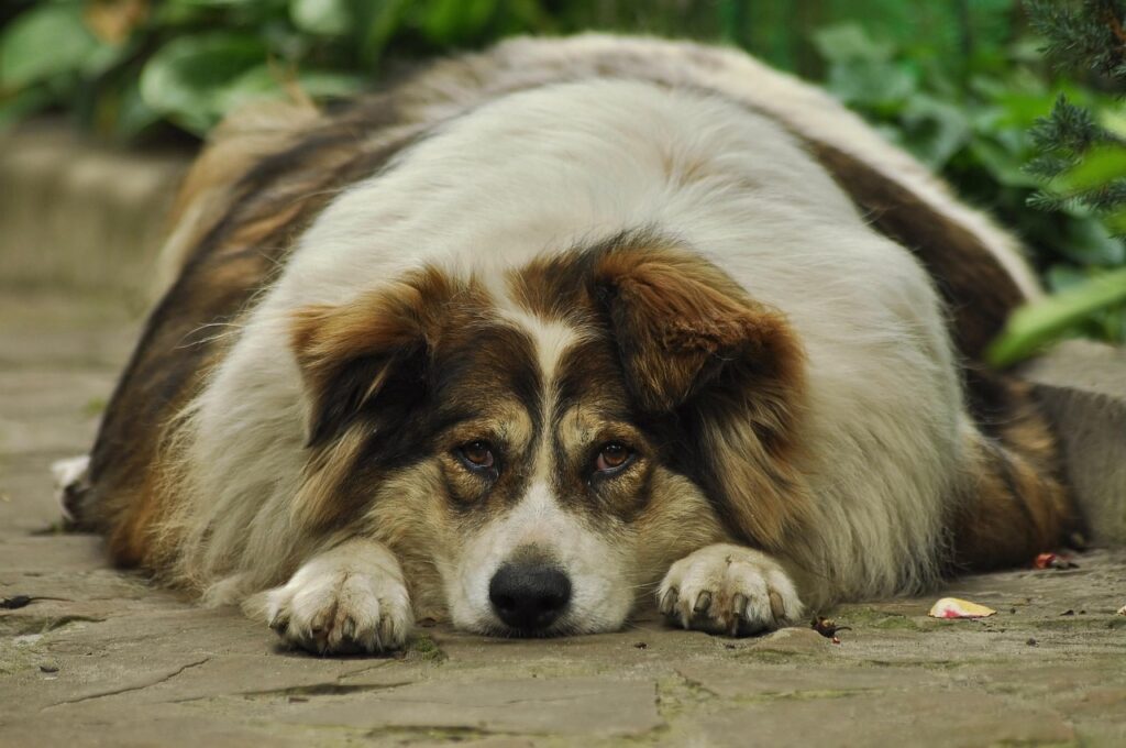 signs your dog is overweight
