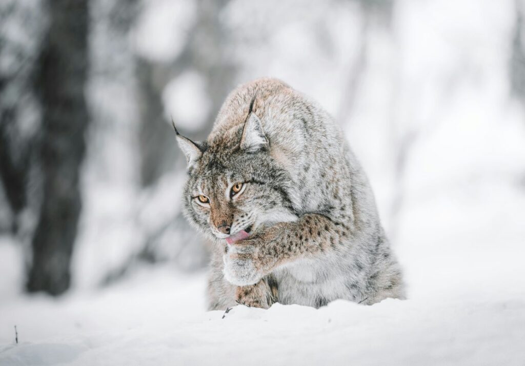 lynx licking paw