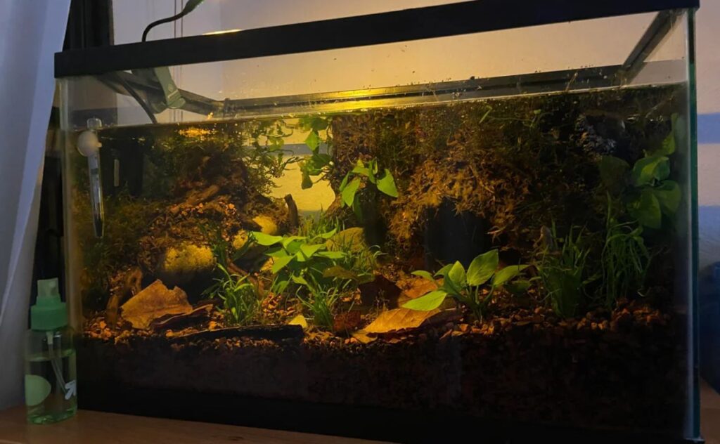 african dwarf frog tank