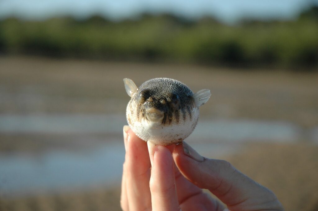 Puffer fish