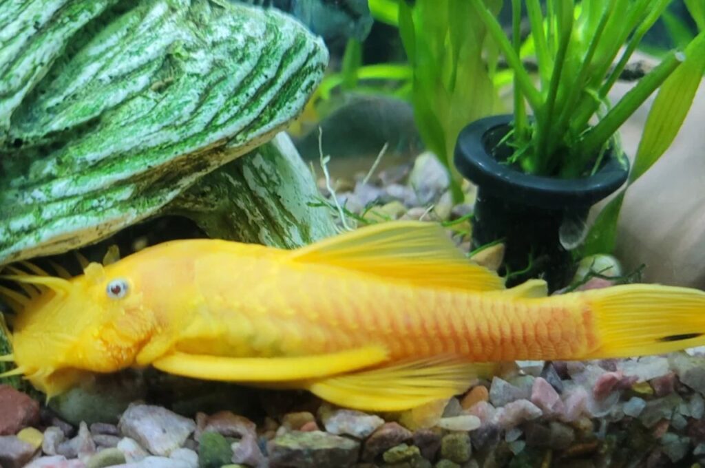 Bristlenose Pleco