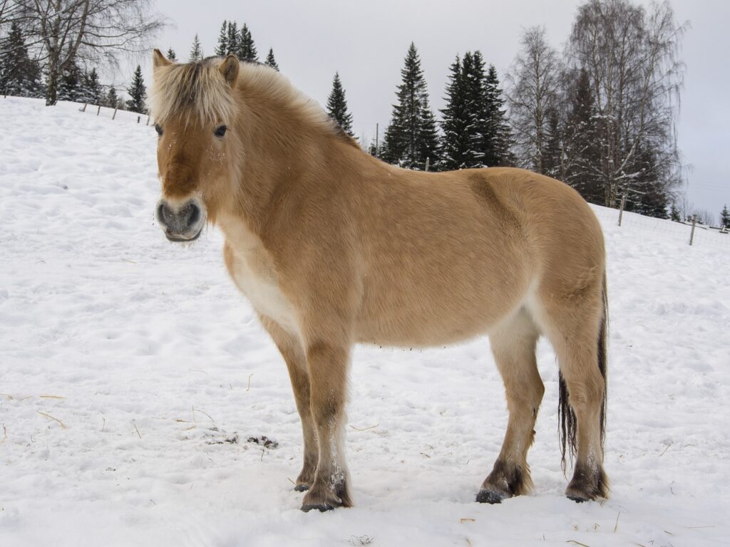 norwegian fjord on the snow