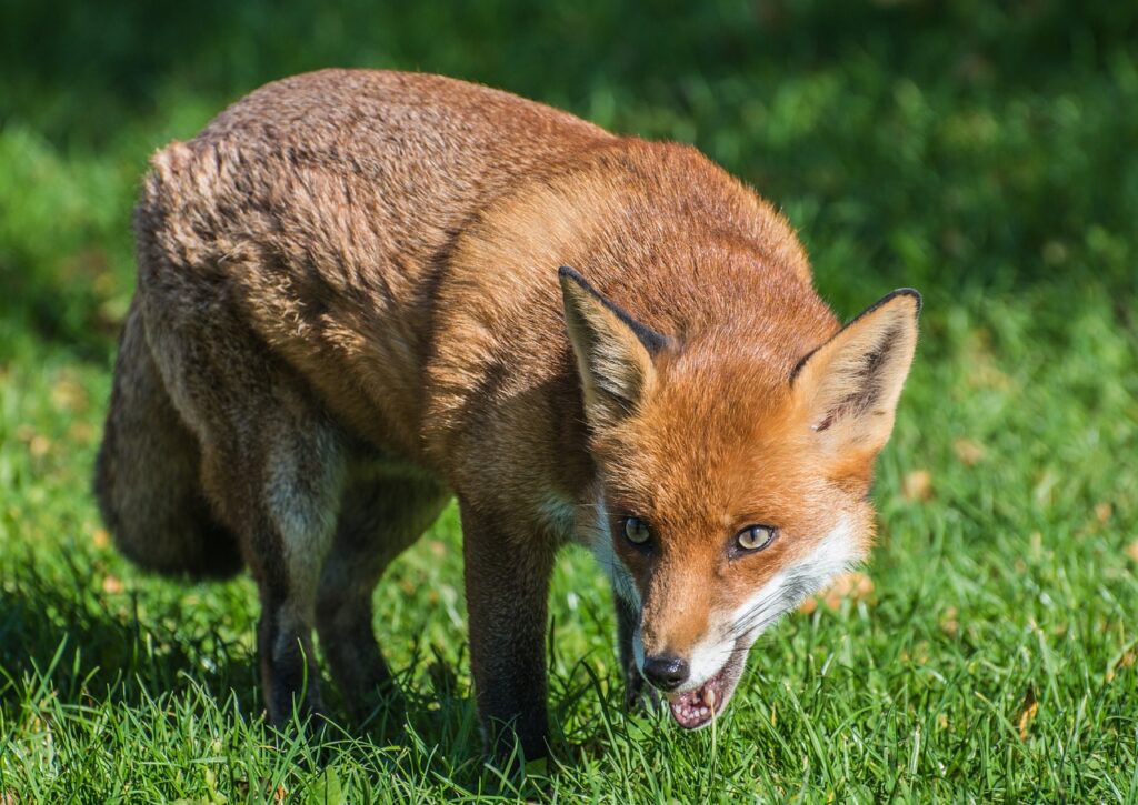 fox growling