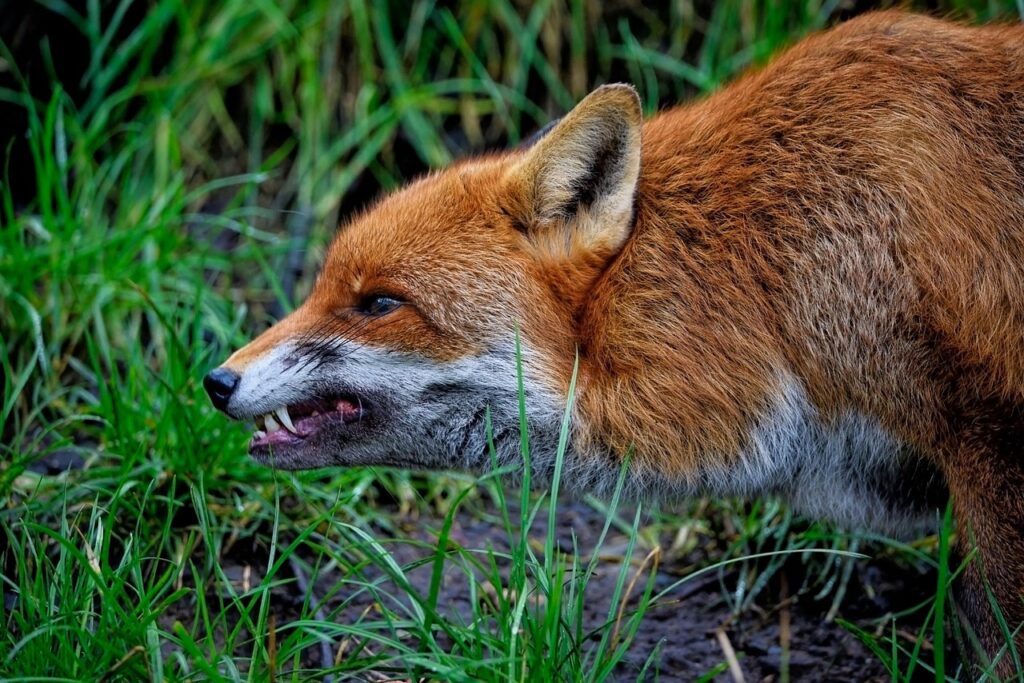 red fox growling