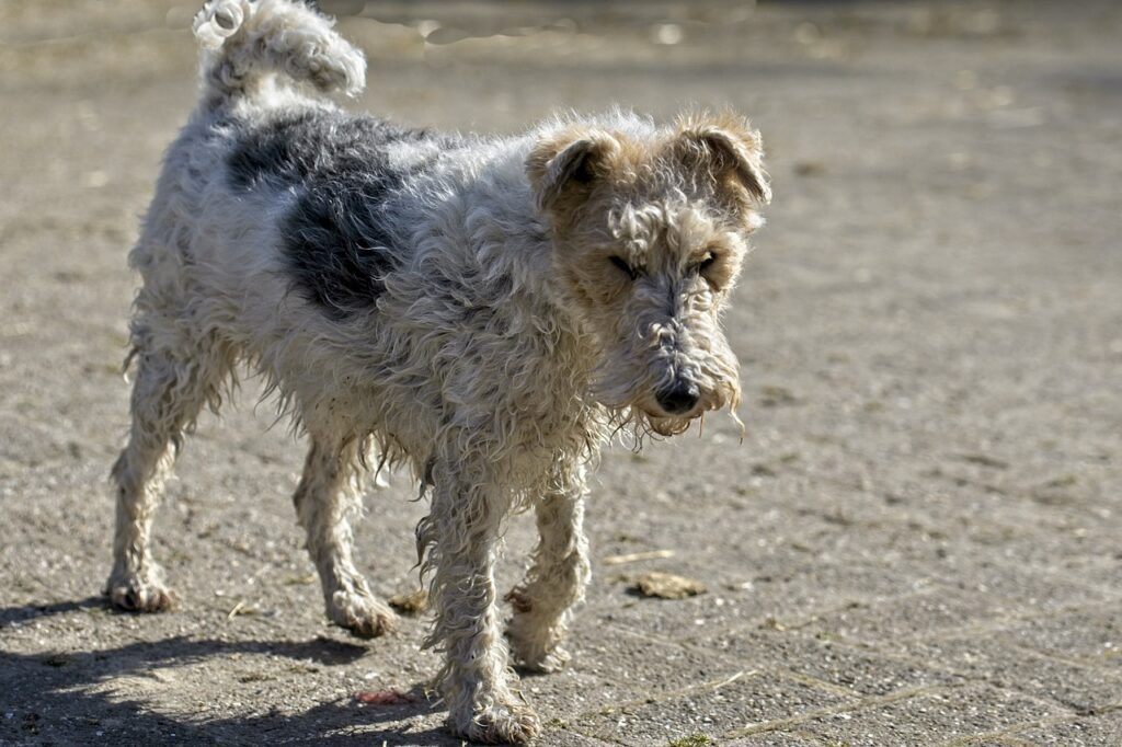 fox terrier walking