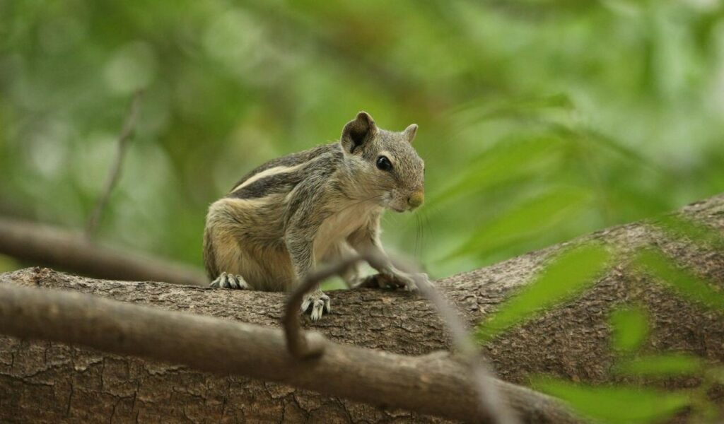 Indian palm squirrel perched on a tree branch.