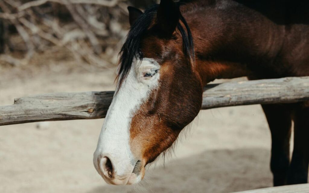 Clydesdale Looking over Fence