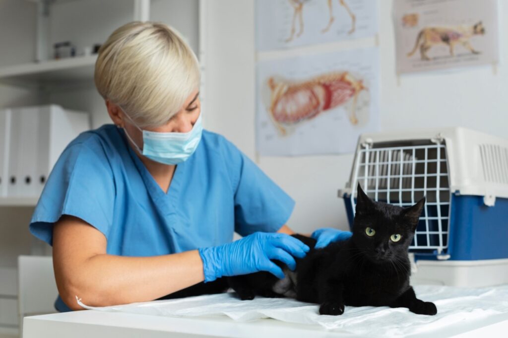 Cat visit clinic