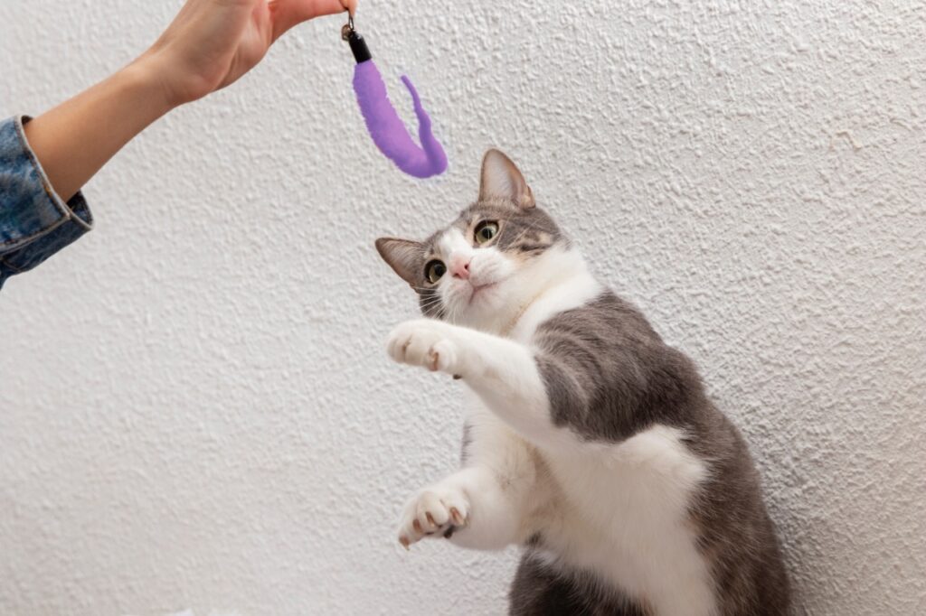 Cat playing with feather