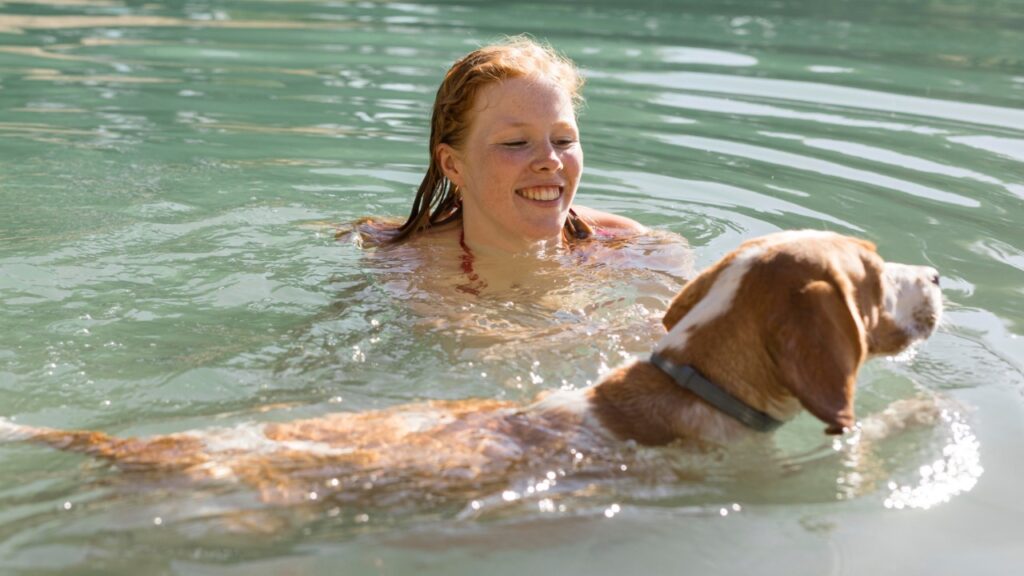 Beagle swimming with owner