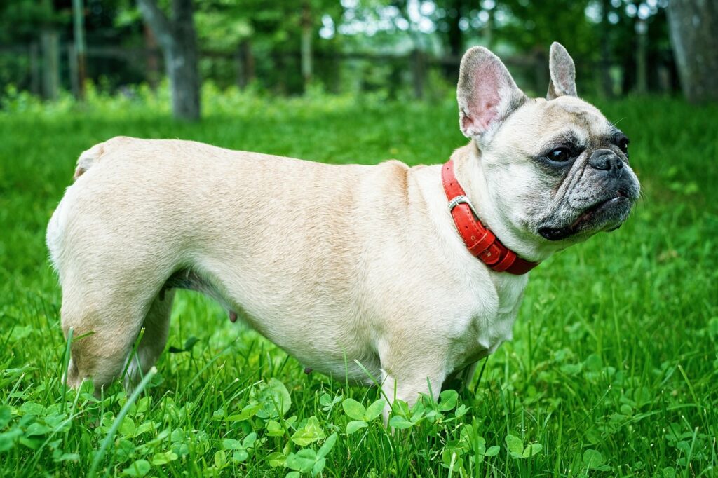 french bulldog standing on grass