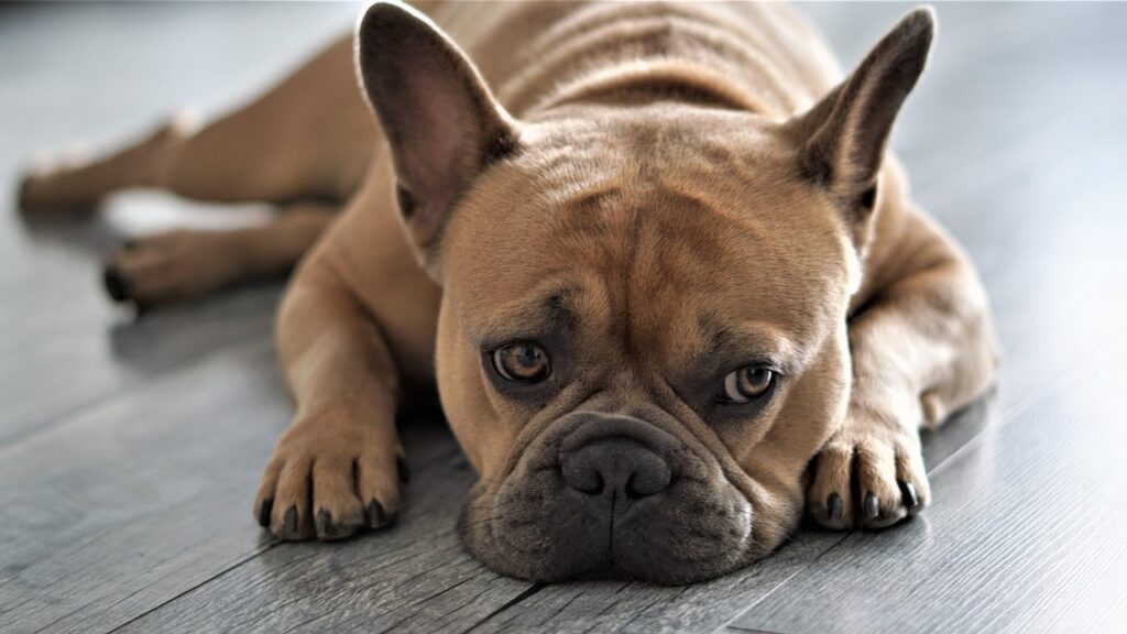 french bulldog lying down on the floor