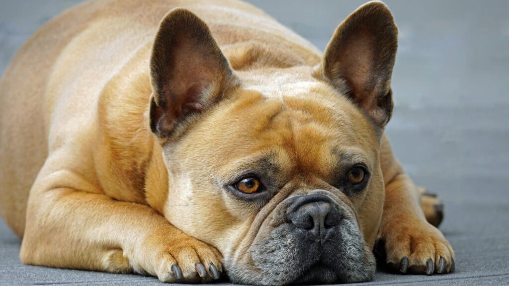 french bulldog lying down