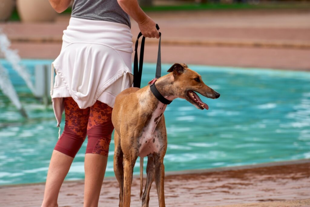 Greyhound near swimming pool