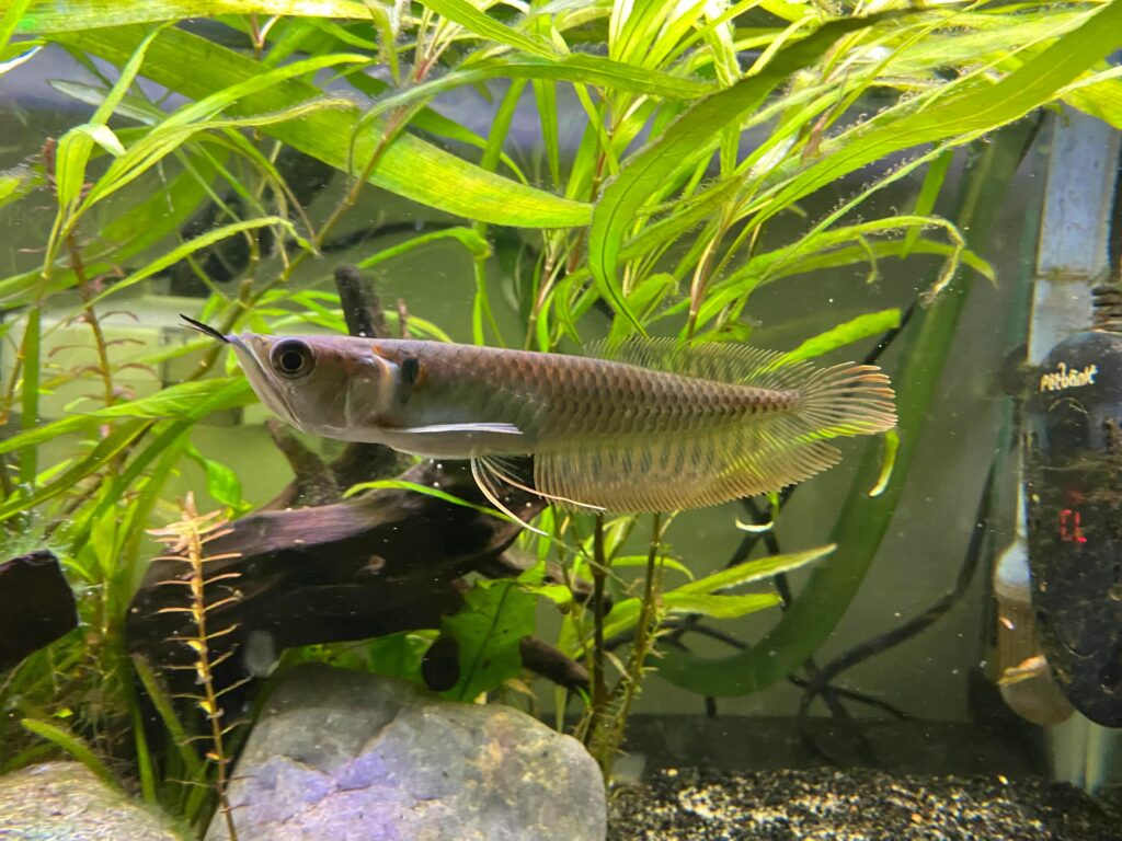 Silver Arowana
