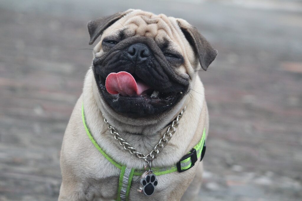 pug with a funny expression