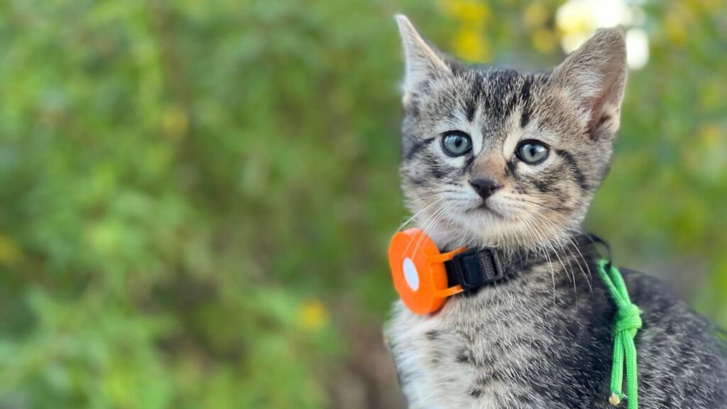 Cat with apple air tag