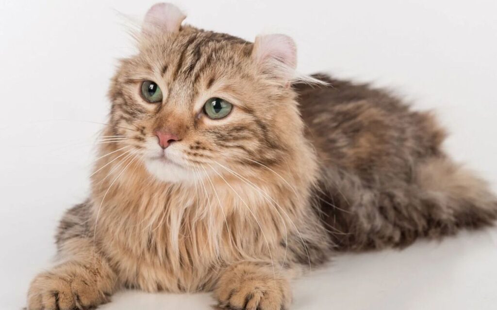 American curl cat